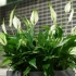 Spathiphyllum chopin: како да се грижиме за цвет?